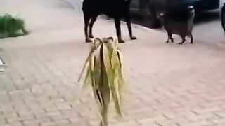 Funny Savage Cat Compilation