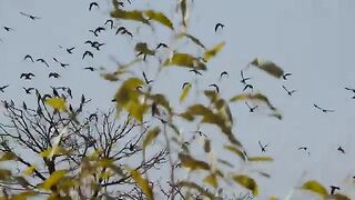 Flock of cocktails
