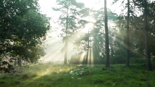 Nature beauty|nature beat|forest trees|relaxing video