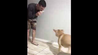 Funny video, pets funny video,cats funny video