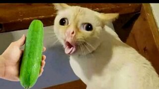 Funniest Animals 2023 ???? Funny Cats and Dogs Videos ????????