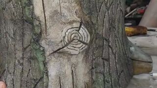 Красим пень кашпо / We paint the stump pots