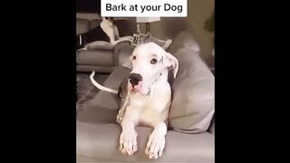 Funny video, pets funny video,cats funny video