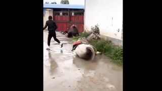 Tổng Hợp Những Khoảnh Khắc Hài Hước Của Năm
