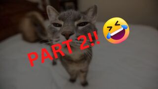 Funny Cats Compilation (Most Popular) Part 2