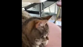 Funny video, pets funny video,cats funny video