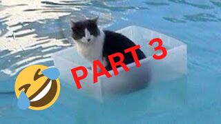 Funny Cats Compilation Part 3