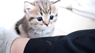 Little sister cat Lili's round eyes are too cute..
