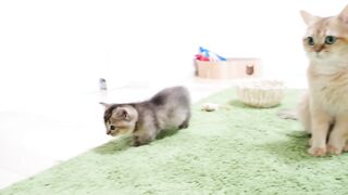 Kitten Kiki greets a tiny chicks for the first time