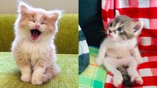 most virl video  cute cat life enjoy