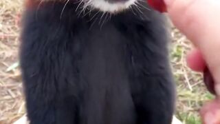 I promise I wll be good boy, just give me more grapes ????.