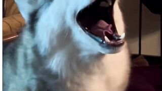 Husky howling like grazy  ????????