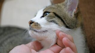 cute cat