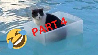 Funny Cats Compilation Part 4