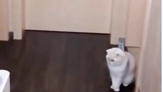 Cute cats and their funny behavior