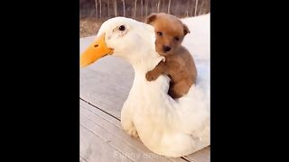 Best funny animal videos