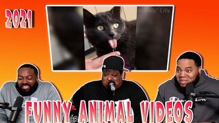 funny cat reactin video people group