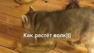 Волчонок набирает вес