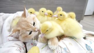 Kitten Lmoki and his duckling babies || Ducklings love their kitty mom