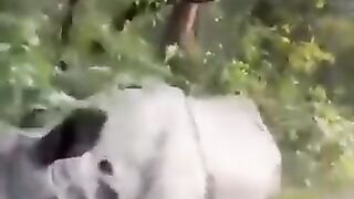 Rhinoceros attack the hunters