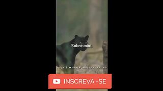 motivaçaodiaria