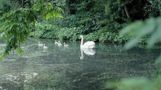 Swan with its cheeks enjoing