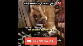 motivaçaodiaria