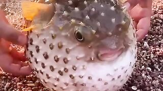 Amazing and beautiful fish