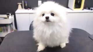 Cut dog