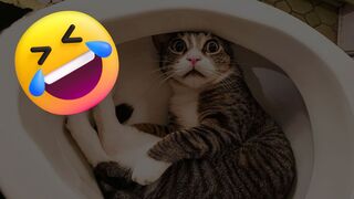 Funny Cats Compilation Part 5