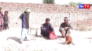 Funny Comedy Videos  Must Watch