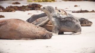 Baby seals having sunbath at the beach