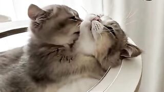 Animal lovers