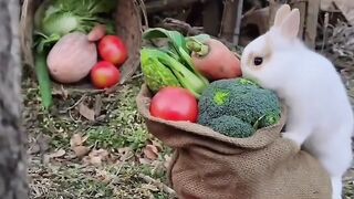 Funny Bunny Eating Vegetables ASMR ????????