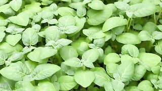 plantlet cuttings for potato seed propagation