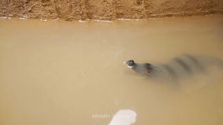 Mini Pool Using a Tractor part 13 #viral