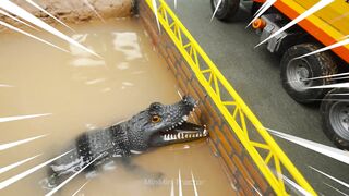 Mini Pool Using a Tractor part 47 #viral