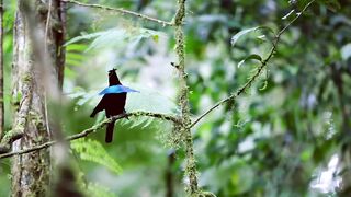 Bird of paradise