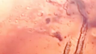 NASA Rover Detects Potential Signs Of Ancient Microbial Life On Mars