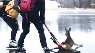 The Deer Finally Trusted Humans