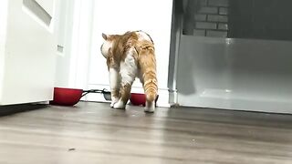 uWÆu  CATS