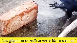 এই কাকটা কি মানুষের চেয়েও বেশি বুদ্ধিমান? ????