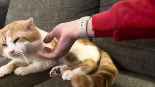 Petting the Adam