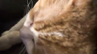When I kiss him, he purrs