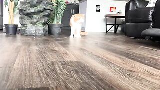 Come here my little poof