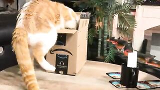 I can’t think of a title, so here’s a cat video with an uncreative title.