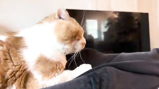 Knee biter
