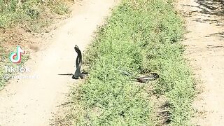 Real Snake 2