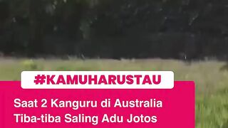 Two kangaroos fighting