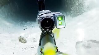 Tilefish (burrow-dwelling) (Malacanthus plumieri)